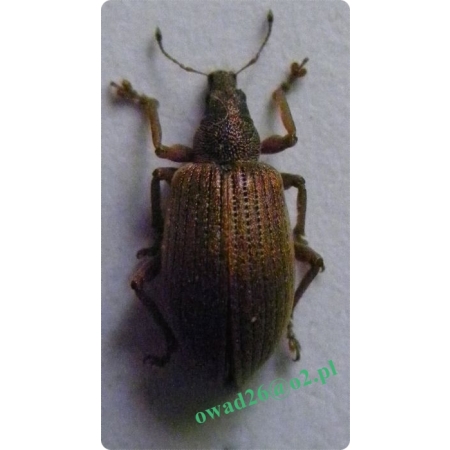 Polydrusus mollis (Stroem, 1768) Obryzg miękki